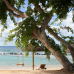 The Westin Turtle Bay Resort & Spa 5*